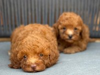 YASAL ÜRETİCİDEN SAFKAN TOY POODLE YAVRULARI