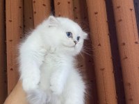 British Longhair Silver Point Erkek