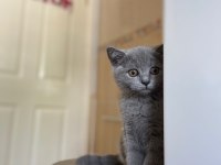 British shorthair aşıları tam