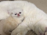 Exotic Shorthair Cinsi Safkan Kedimiz