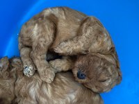 Irk garantili elden teslim toy poodle bebekler