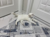 British longhair kedim 1 yaşında girmek üzere