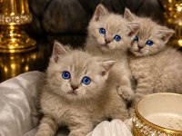 2 aylık british shorthair bebekler