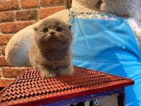 Scottish fold yeterince anne sütü aldı oyuncu kediler