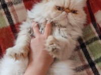 5 yaşında dişi safkan iran (persian) kedisi