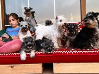 FCI şecereli Miniature SCHNAUZER