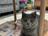 Aşıları tam erkek kedimiz