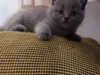 British shorthair sevdiğinize bir can verin