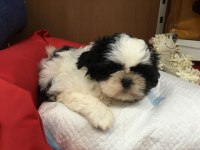 IRK GARANTİLİ SHİH TZU YAVRULARI