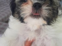 sahiplendirilicektir shih tzu