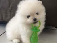 Pomeranian Boo Teddy