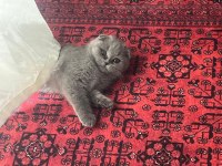 Gri Scottish Fold Prenses