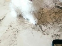 Scottish Fold Yavrularımız Yuva Arıyor (DİŞİ)