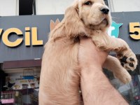 70 Günlük Cocker Erkek Yavrumuz