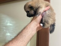 Yeni Doğan Pomeranian Erkek Boo