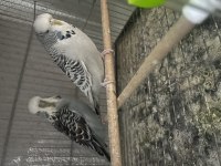 Hazır jumbo muhabbet kuşu takımlar