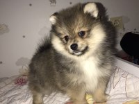 Pomeranian Erkek 72 günlük yavru köpek sahiplendirilecek