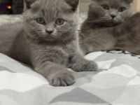 2 Aylık Scottish Fold