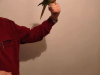 Acil satılık alexander papağanı 3 aylık