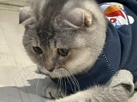 A Kalite Uysal Ve Oyuncu Scottish Fold Kedimize Sahip