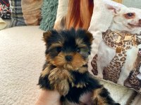 Micro teacup baby face yorkshire yavrular