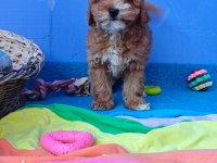 İnanılmaz Güzellikte Maltipoo Yavrular
