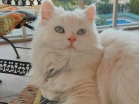 Dişi kedimize eş bulma