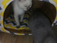 Britihs sohrt hair ve british blue point kedi 7 aylık