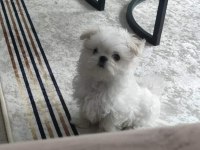 TEACUP KORE MALTESE SECERE BELGELİ