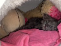 Kediye Acil Yuva Sokağa Atılmış
