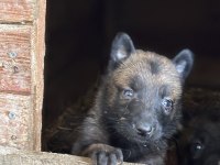 45 günlük belçika kurdu bebekler teslime hazır