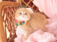 Scottish Fold Top Kafa Erkek