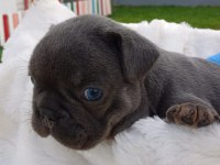 EGZOTİK RENK FRANSIZ BULLDOG YAVRULAR