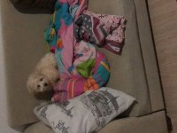 Oğlumuza iyi bir yuva arıyoruz maltipoo