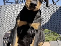 Show kalite doberman yavrular