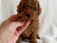 TOY POODLE YAVRULARI