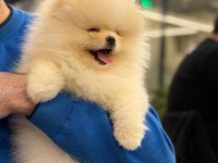 Pomeranian Bebeklerimiz Sizlerle