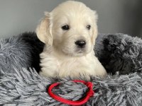 Baby face golden retriever puppies erkek dişi