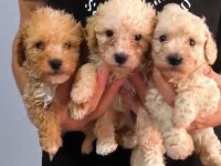 Maltipoo kalite yavrular ırk sağlık garantili