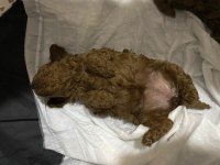Evde büyüyen Kore Teacup Poodle