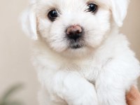 0 NUMARA MALTESE BEBEKLER