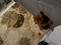 10 aylık dişi poodle