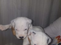 Dalmaçyalı yavru köpekler