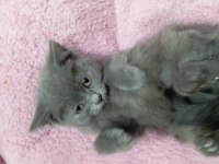 2 aylık british shorthair gri kedimiz