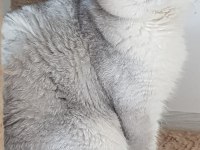 Scottish fold safkan yavrular