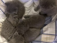 British shorthair ve british longhair yavrular Ankara