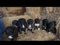 DİŞİ ERKEK SAFKAN SİVAS KANGAL YAVRULARIMIZ