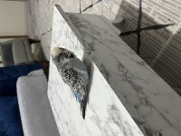 Yetişkin dişi jumbo muhabbet kuşu