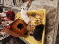 Sahibinden Suriye Hamster Orjinal Ele Alışkındır