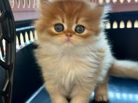 Golden british longhairler yeni ailesini arıyor